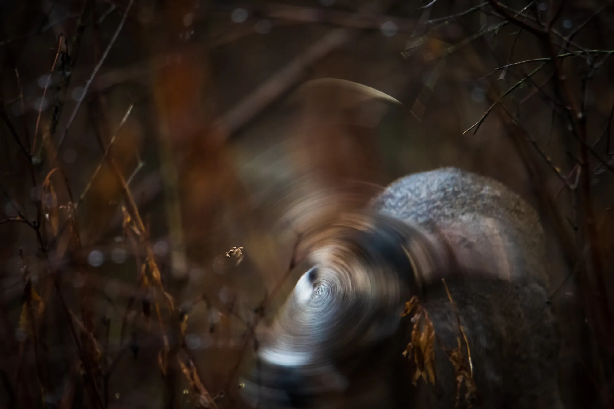 Dew, antlers, white-tailed deer, Wisconsin. 2018.